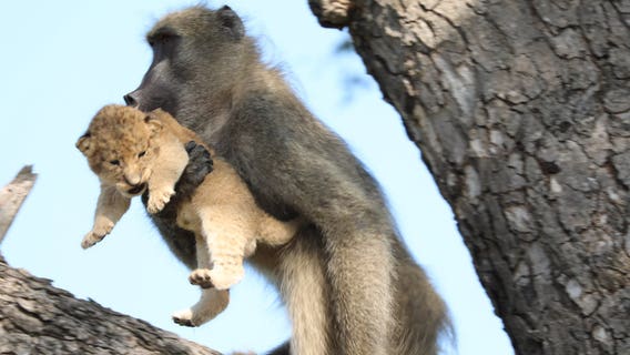 Baboon grooms, 'adopts' lion cub in South African national park