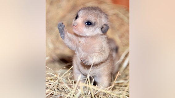 5 new meerkats born at Oakland Zoo