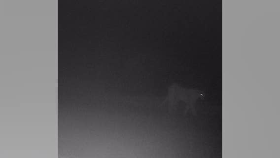 Mountain lion that attacked child at Rancho San Antonio County Park captured, euthanized