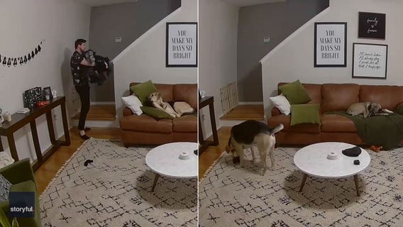 Very good dog helps owner with his laundry in adorable video