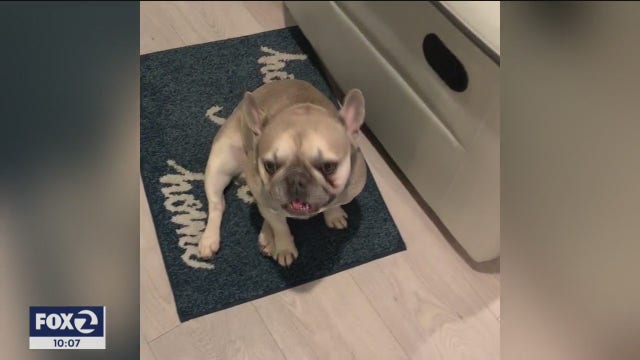 Caught on camera: Dog stolen from hair salon in San Jose