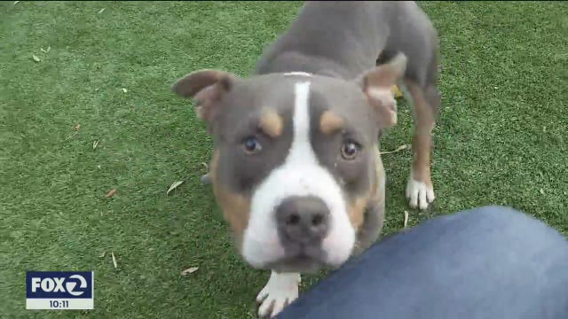 Nonprofit suspects dog dumped at Palo Alto animal shelter used for dog-fighting