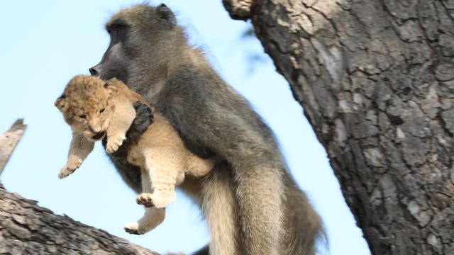 Baboon grooms, 'adopts' lion cub in South African national park