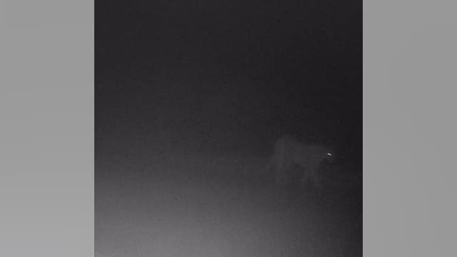 Mountain lion that attacked child at Rancho San Antonio County Park captured, euthanized