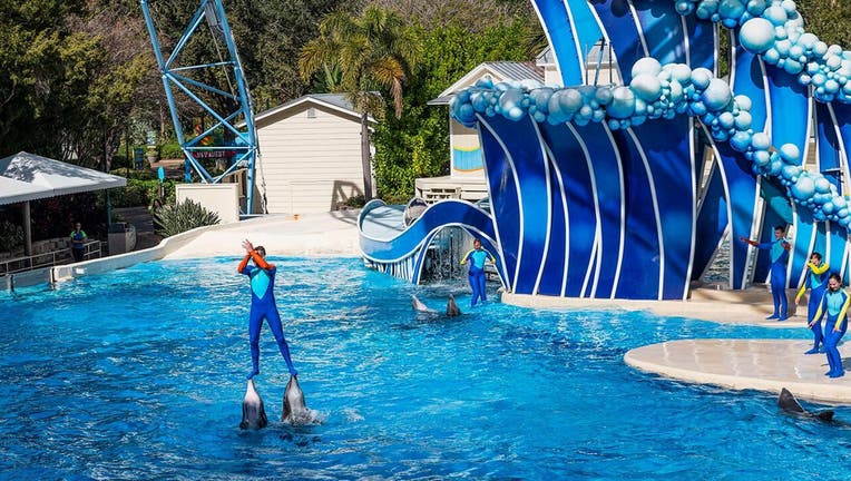 In the most objected-to stunt, performers would ride two dolphins at the same time by standing with each foot atop one of the animals’ beaks, or “rostrums.” (Photo by John Greim/LightRocket via Getty Images)