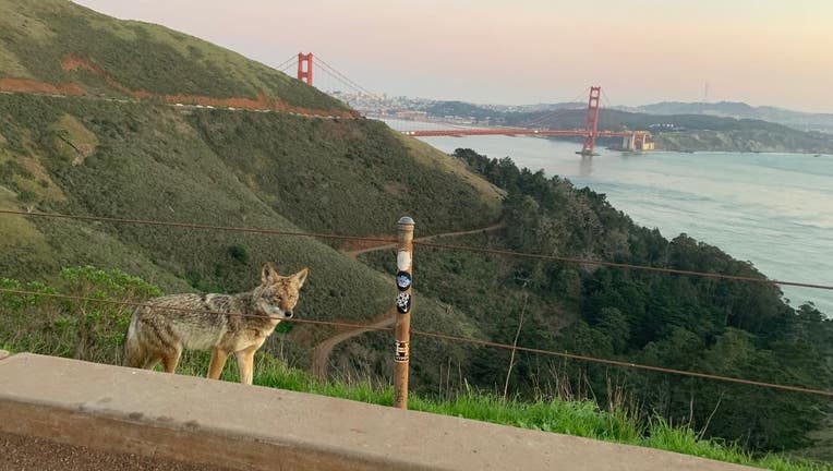 Canine distemper virus can infect a wide range of carnivores but gray foxes, raccoons and skunks are the most commonly affected species. This is a coyote on the Golden Gate Bridge. 