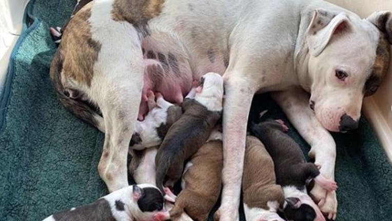 Matilda gave birth to seven puppies on Valentine's Day. 