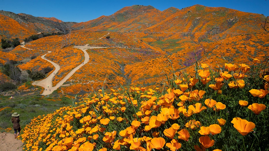 LAKE ELSINORE, CA - MARCH 13: California Poppies are abundant as visitors take in the scenery of the Super Bloom, Lake Elsinore Poppy Fields in Walker Canyon after the city closed the area on March 13, 2019 in Lake Elsinore, California. (Photo by Allen J. Schaben/Los Angeles Times via Getty Images)