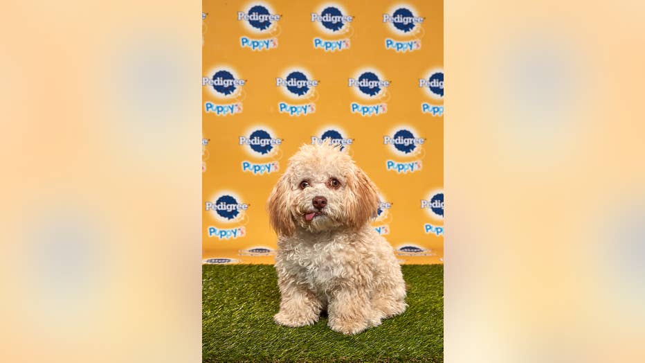 Huck-Puppy-Bowl.jpg