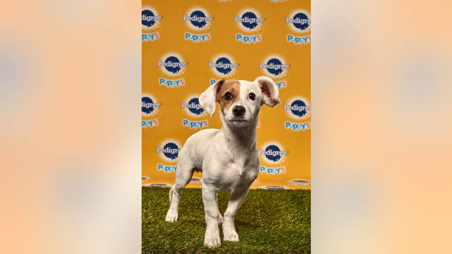 Jack-Puppy-Bowl.jpg