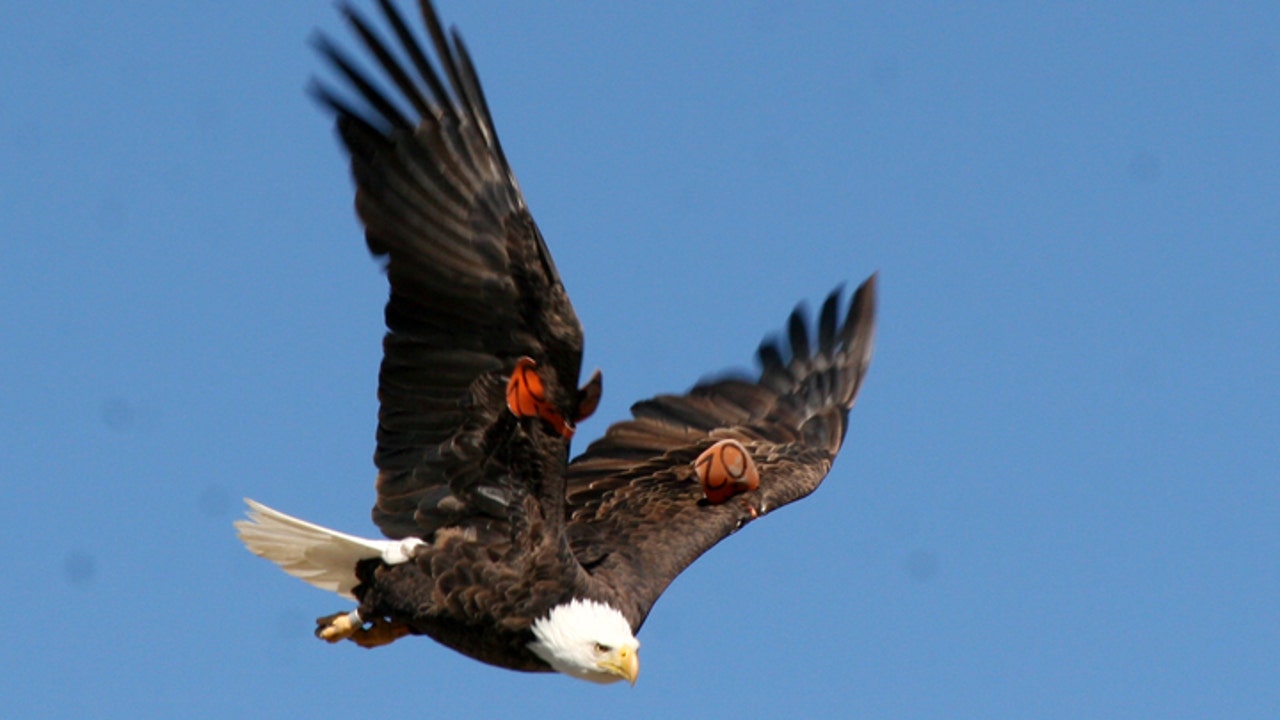 Success story: Bald eagle released by SF Zoo 20 years ago