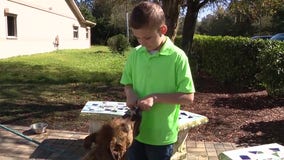After spending much of his life in foster care, boy now spends much of his free time caring for shelter dogs