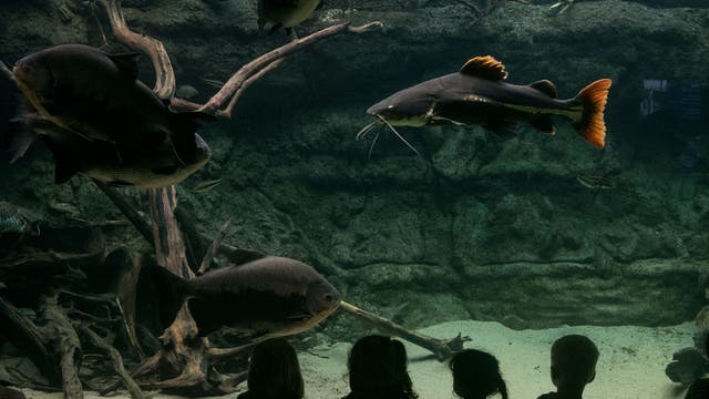 Go on a home safari: Zoos, aquariums offer live streams of animals online