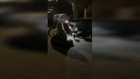 REUNITED: Missing San Francisco dog found four months later in SoCal