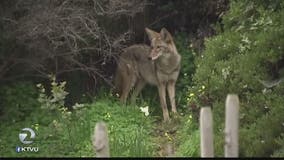 Coyote frequents Golden Gate Park's Botanical Garden, approaches toddlers