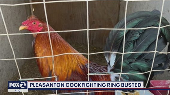 Illegal cockfight busted in East Bay