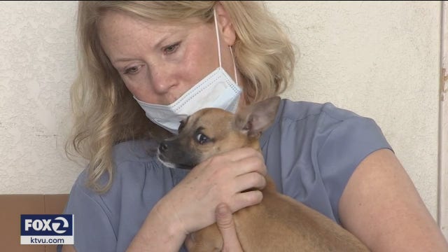 Spike in pet adoptions at San Francisco shelters because of coronavirus