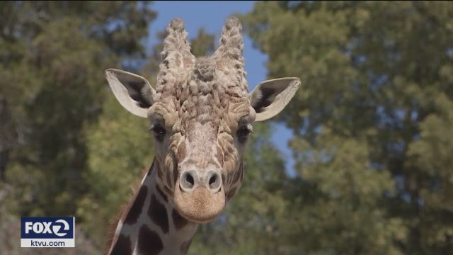 Oakland Zoo launches livestream for animal lovers during COVID-19 isolation