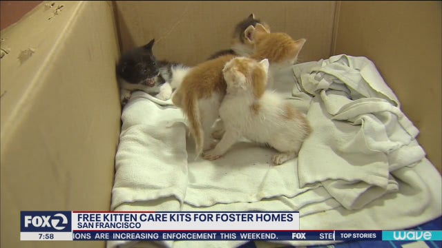 Free kitten care kits for those who find strays during shelter-in-place
