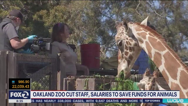 Oakland zoo lays off employees, zookeepers and execs see pay cuts