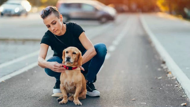 San Francisco appeals court orders EPA to take action on dangerous pesticide used in pet collars