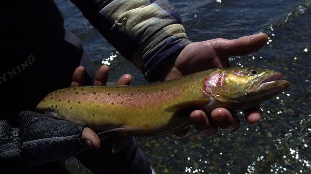 California delays start of spring trout season