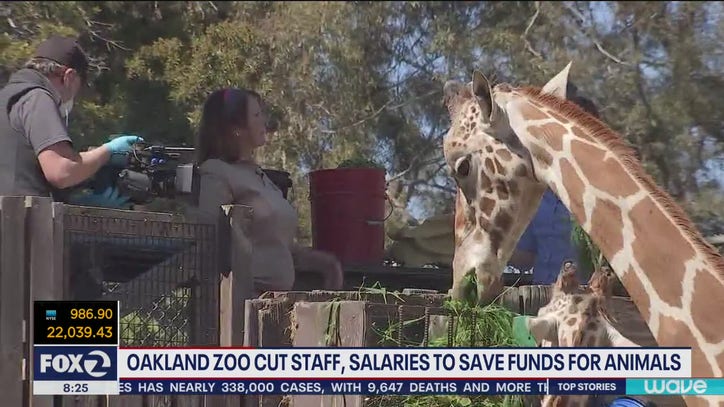 Oakland Zoo Lays Off Employees, Zookeepers And Execs See Pay Cuts ...