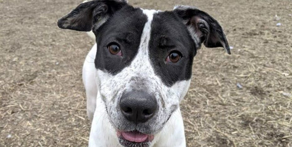 Woman arrested for animal cruelty in Sonoma County, animal services take 28 dogs