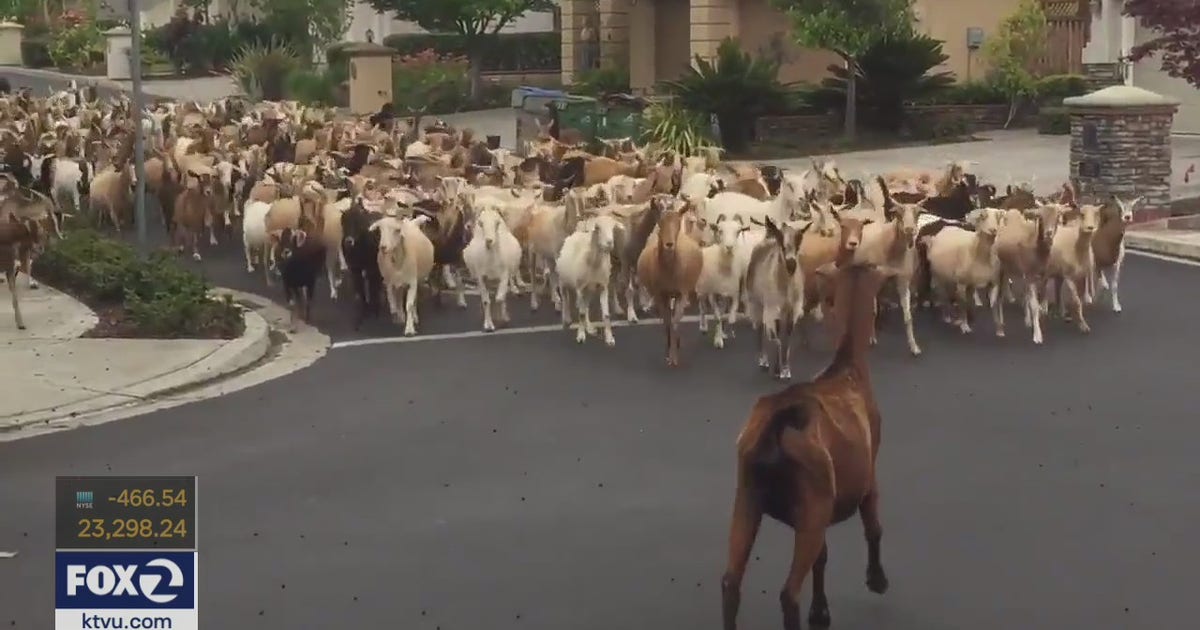 Herd of 200 goats run through San Jose streets | KTVU FOX 2