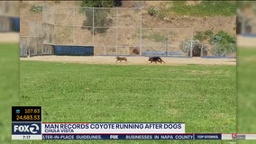 WATCH: Man captures video of coyote chasing after his dogs in SoCal park