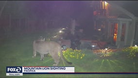 Video: Mountain lion caught roaming Pacifica backyard