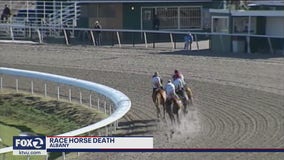 Race horse dies during training at Golden Gate Fields, tenth this year