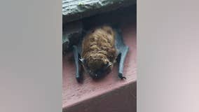 Rabid bat captured in Cherry-Guardino area