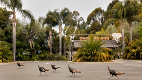Oakland Zoo reopens after more than four months of heeding shelter-in-place orders