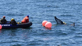 Entangled humpback whale freed in Monterey Bay