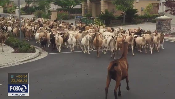 Herd of 200 goats run through San Jose streets