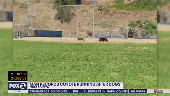 WATCH: Man captures video of coyote chasing after his dogs in SoCal park
