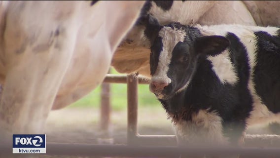 California farmers fear COVID-19 fallout could last months, cause more food waste