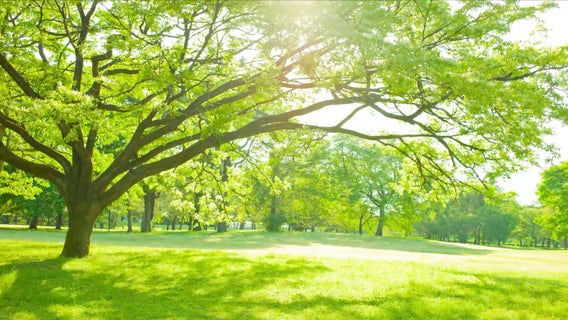 Some San Jose park amenities begin reopening today