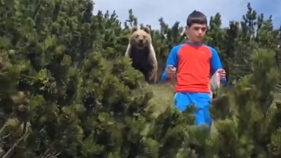 Nail-biting video shows boy’s close encounter with brown bear during hike in Italian mountains