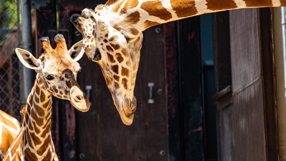 Oakland Zoo welcomes new female giraffe named Kijiji