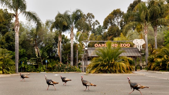 Oakland Zoo reopens after more than four months of heeding shelter-in-place orders