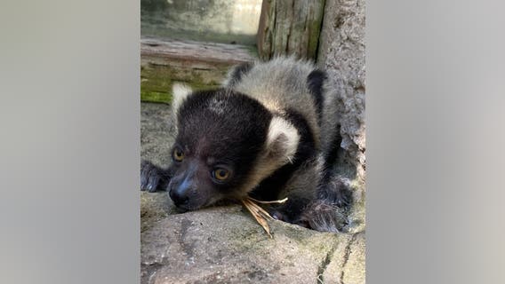 Happy Hollow Zoo in San Jose announces contest to name endangered lemur pup