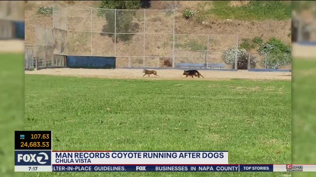 WATCH: Man captures video of coyote chasing after his dogs in SoCal park