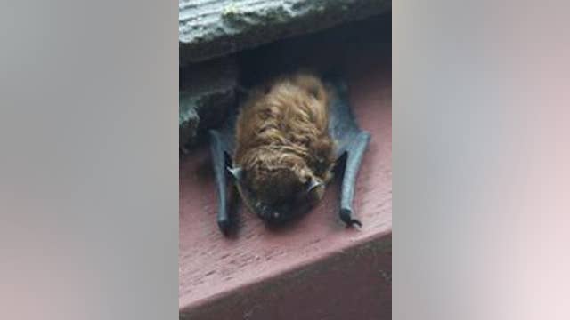 Rabid bat captured in Cherry-Guardino area