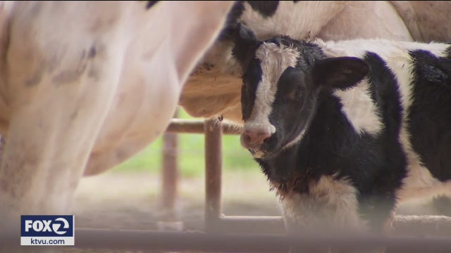 California farmers fear COVID-19 fallout could last months, cause more food waste