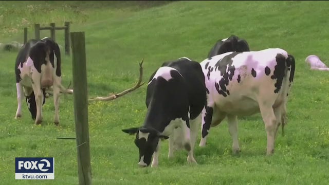 A bygone tradition, milk delivery surges during coronavirus pandemic