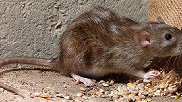 CDC warns rat populations on the rise, as hunger-stressed rodents seeking food become aggressive