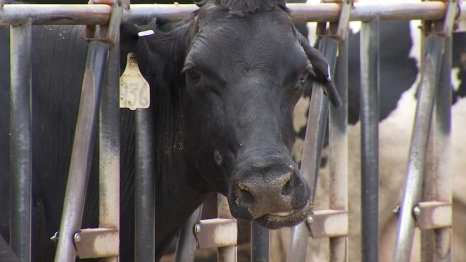 cow