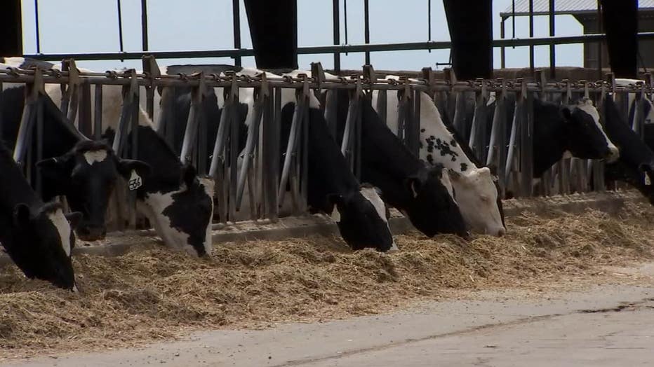 cows